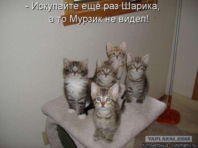 Прикольные коты