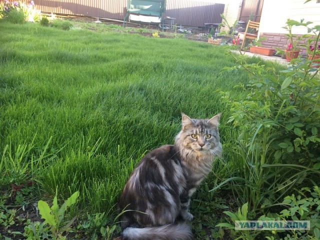 Котовторник наступил!:)