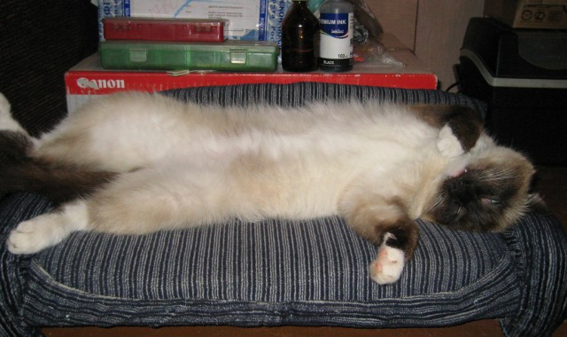 Кошкин дом - он такой