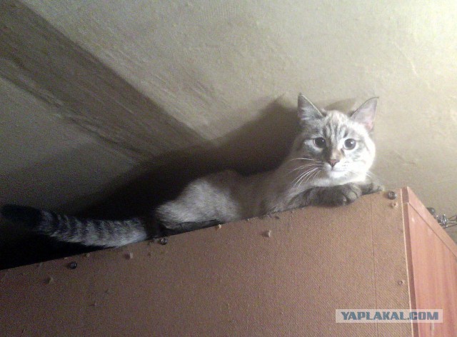Народ! Кошка заемучила! Че делать?!