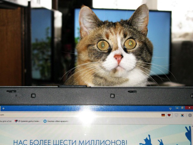 Котовторник 29.03.2016