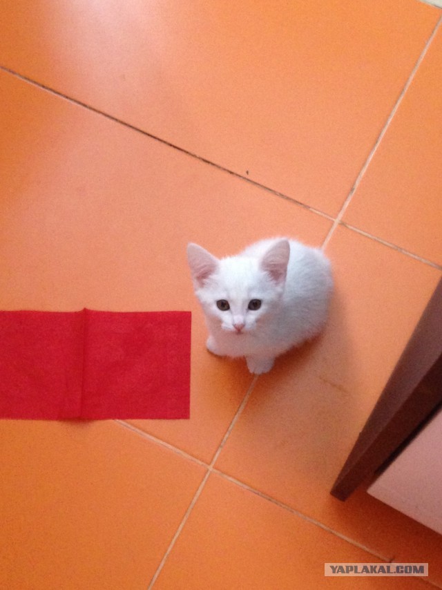 КотоВторник 26.04.2016