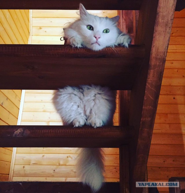 Котовторник 17.05.2016
