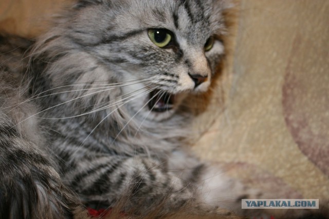Мой зевающий кот