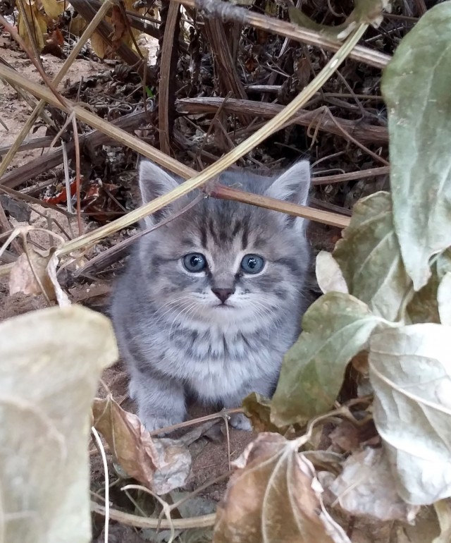 А ты не забыл покормить кота?!