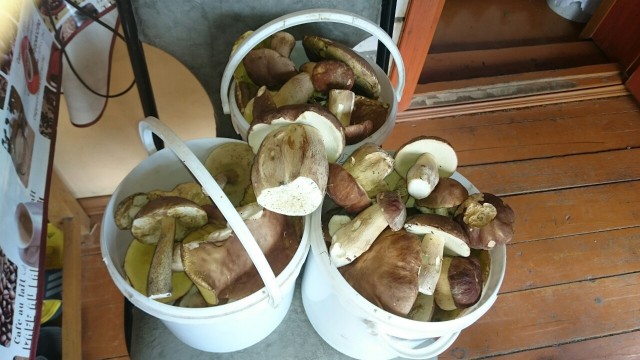 Грибные страдания.