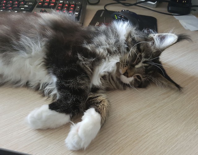 Котовторник 22.11.2016