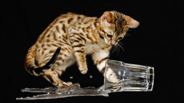 Коты из сети