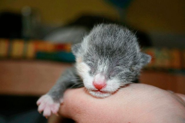 Коты из сети