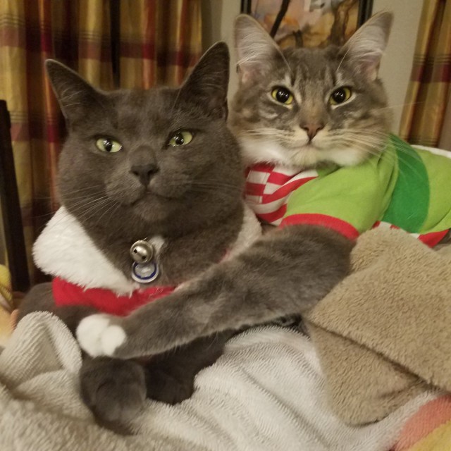 Коты из сети
