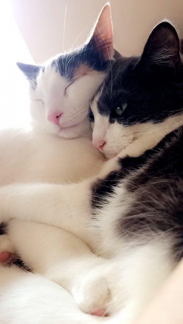 Коты и Кошки