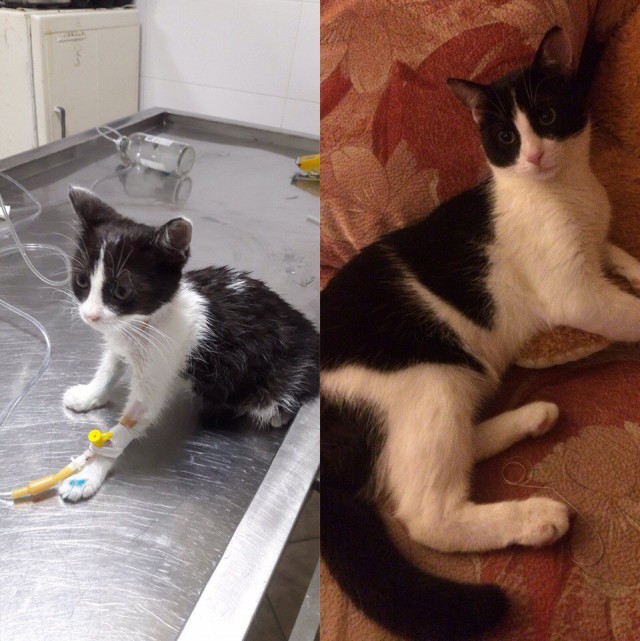 Коты и Кошки