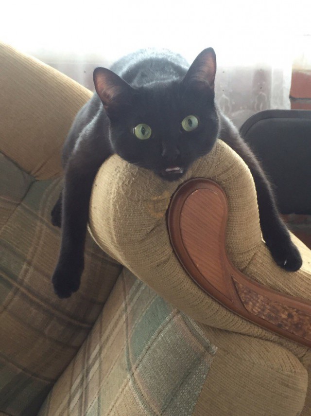 Коты и Кошки