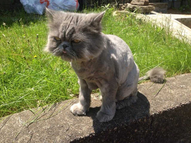 Коты и Кошки