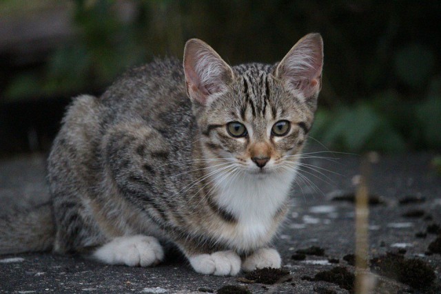 Коты и Кошки