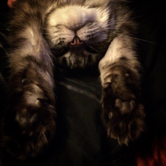 Коты и Кошки