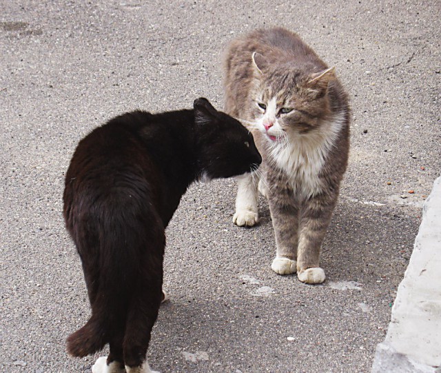 Коты и Кошки