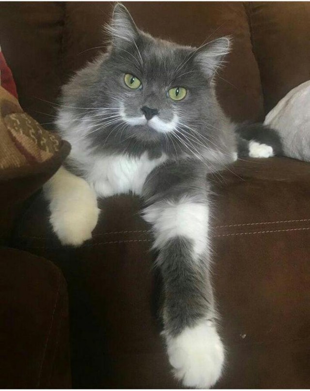 усатый кот прикол. кот усатый озорной песни для детей. кот усатый озорной.