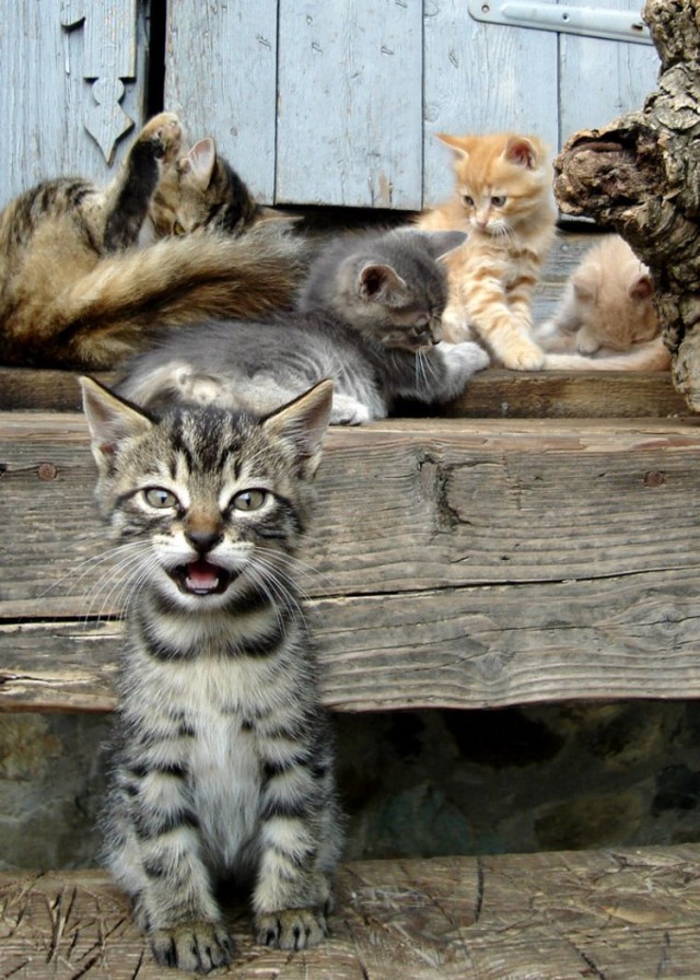 Уррааа! Котовторник на ЯПлакалъ!