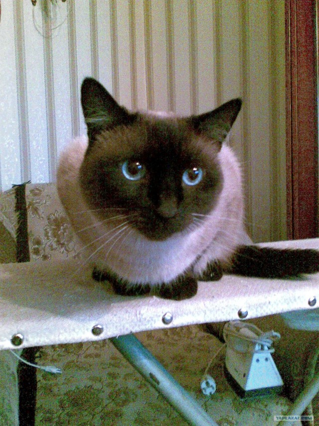 Котовторник. А как же?!