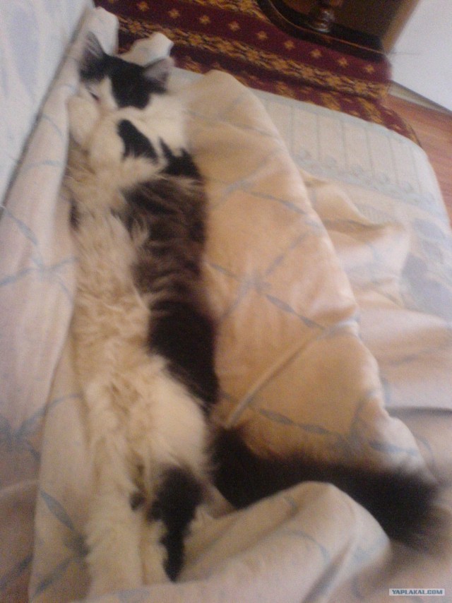 Котовторник с Максом