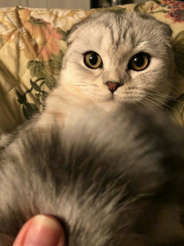 Немного милоты