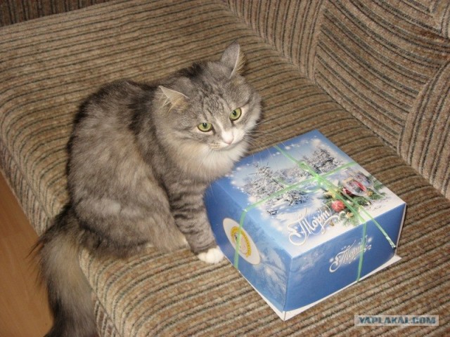 КОТОВТОРНИК (6.03.2012)