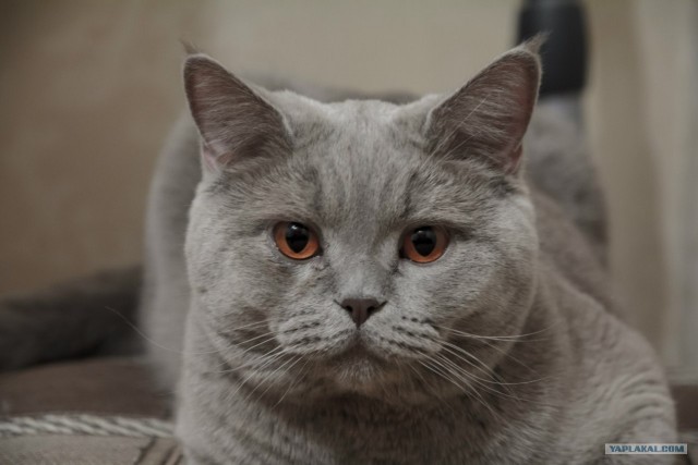 Котовторник 10.04.2012