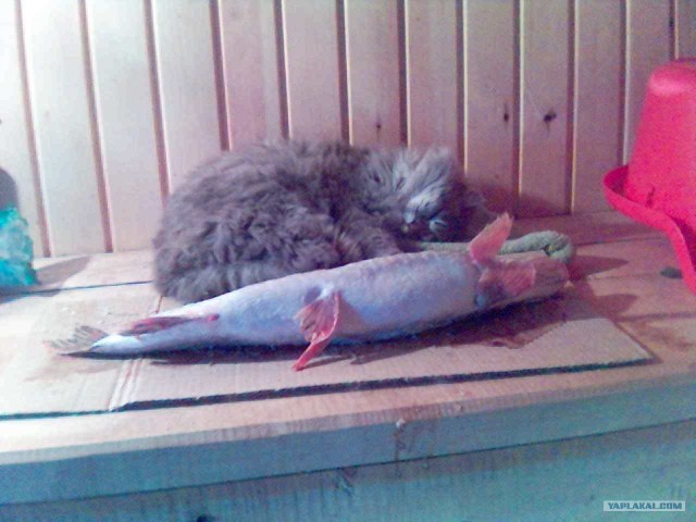 Котовторник  4.09.12