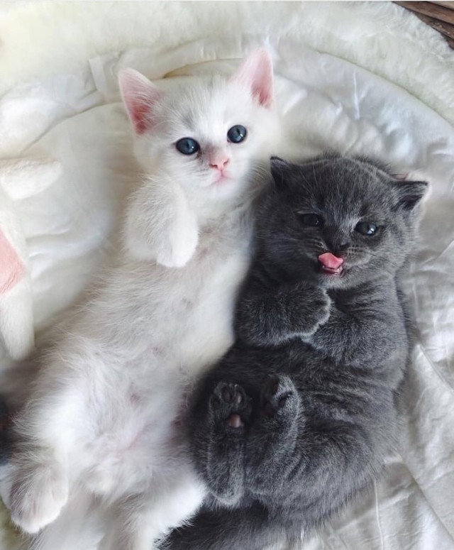 Котовторник однако