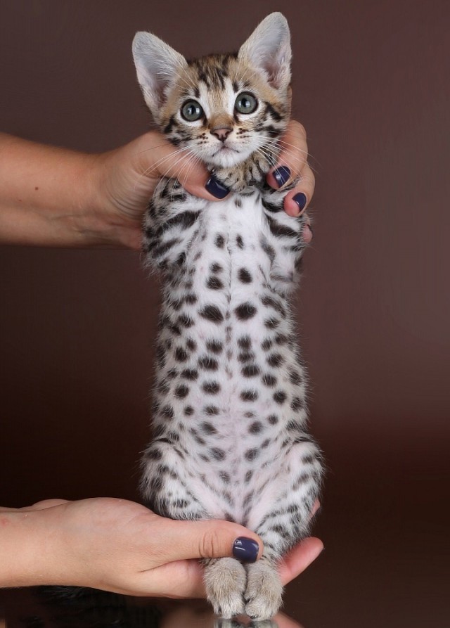 Бенгальский Серый Котенок