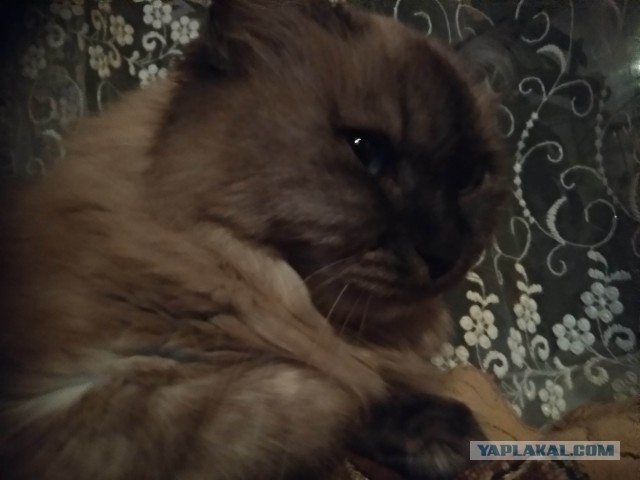 Почему среди мужчин так много мудаков?