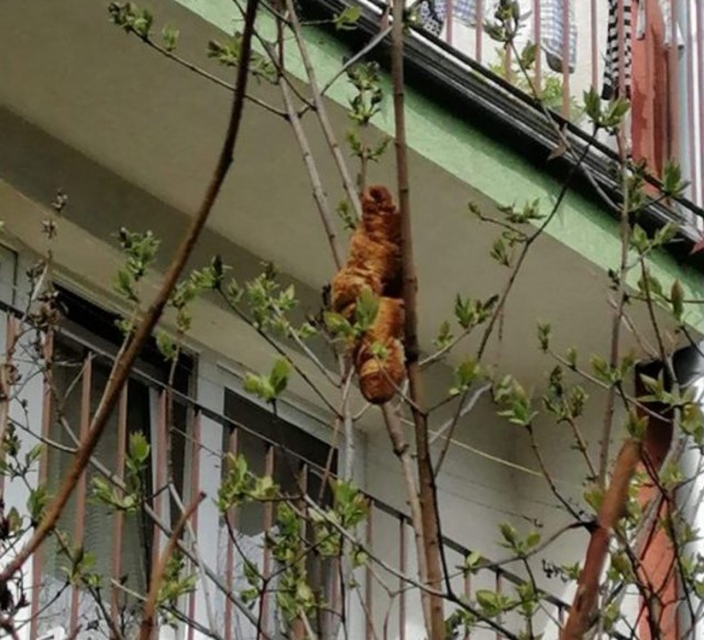 Жительница Кракова вызвала службу защиты животных из-за странного зверя на дереве. Оказалось, что это круассан