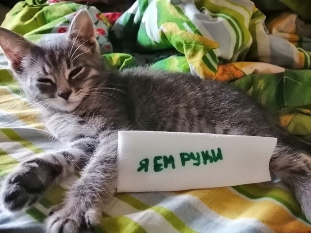 Подборка всякой живности