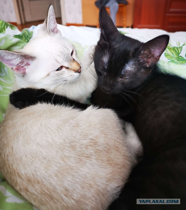 Господа и дамы ЯПа! Котовторник у нас начался! Отойдите от политоты и давайте котиков побольше!
