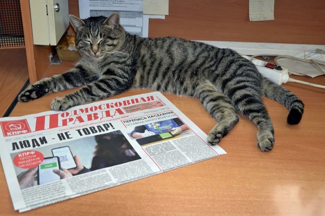 Котовторник вроде.