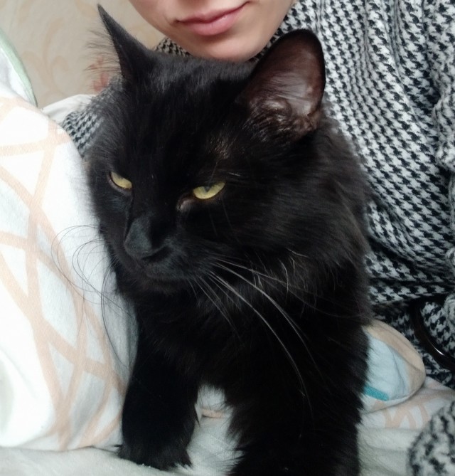 А это мой котан к котовторнику