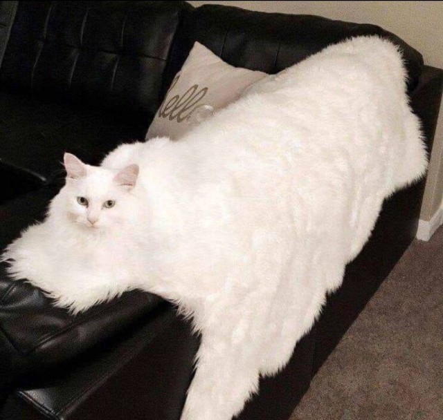 Весёлые картинки 13.04.2022