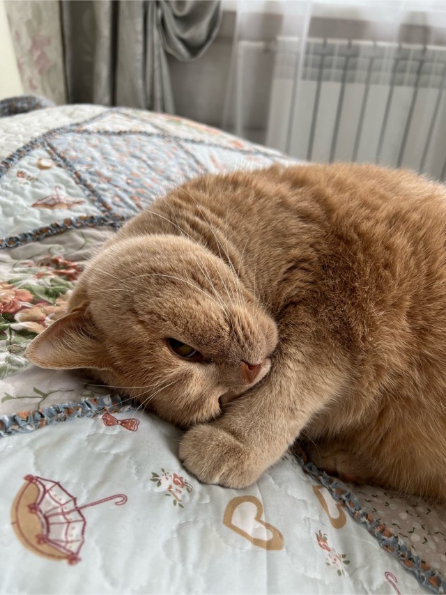 Котовторник! Пара фоток суровых котов.