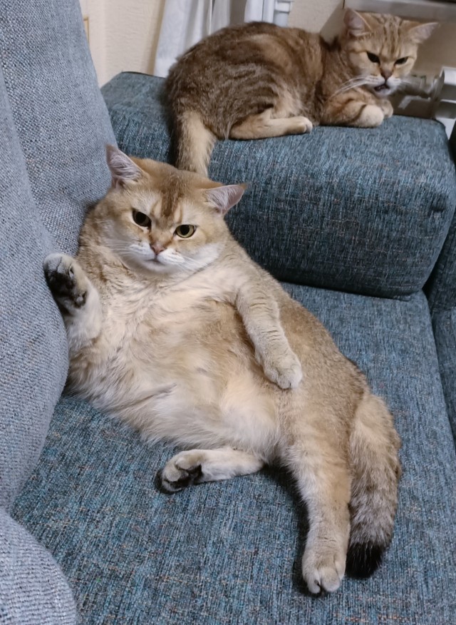 Ура! Котовторник.