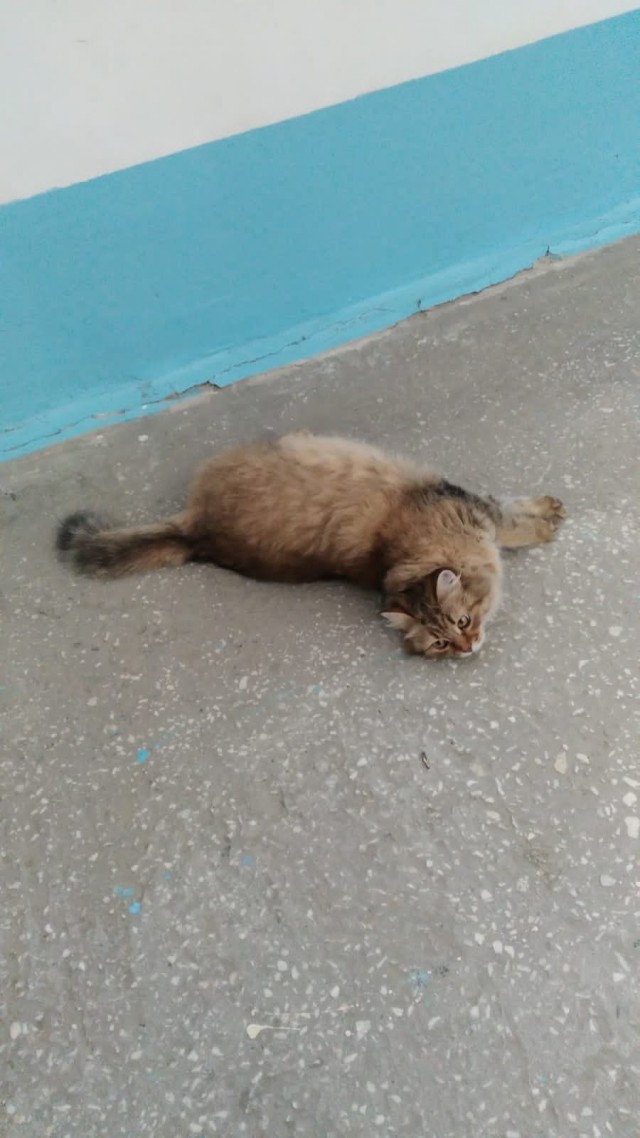 Пополнение в семье кошачьих