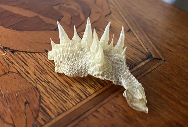 16 неожиданностей, которые преподнёс мир, доказав, что всё удивительное происходит у нас под носом