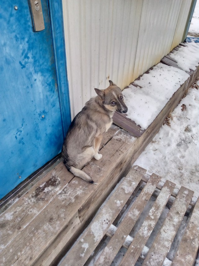 Ефросинья