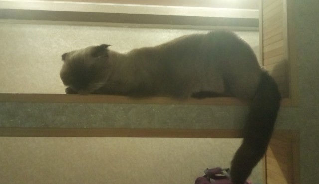 Мой котовторник