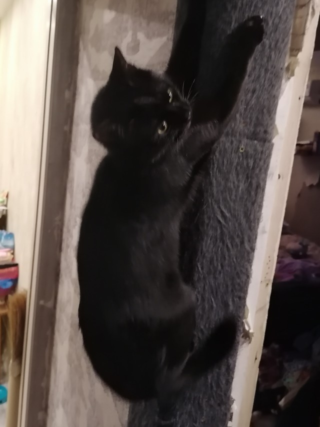 Комочек тьмы