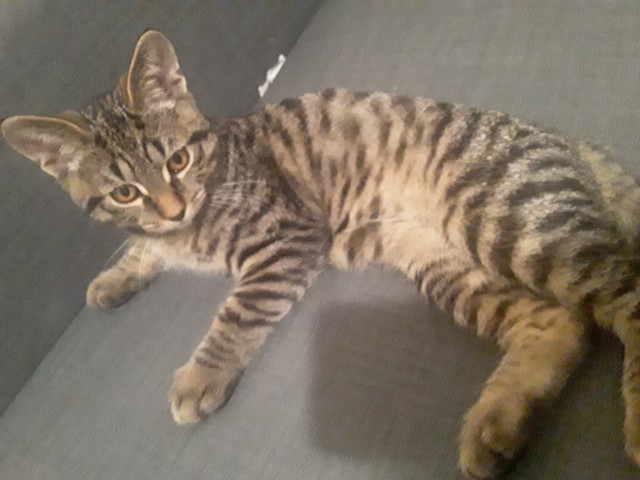 Котик Маркиз