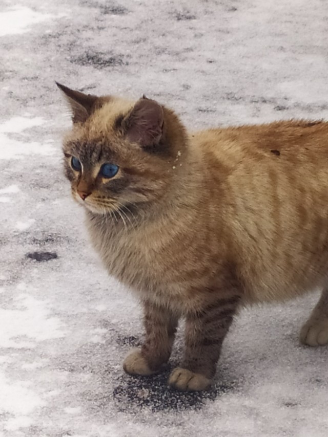 Кошка из Игры престолов