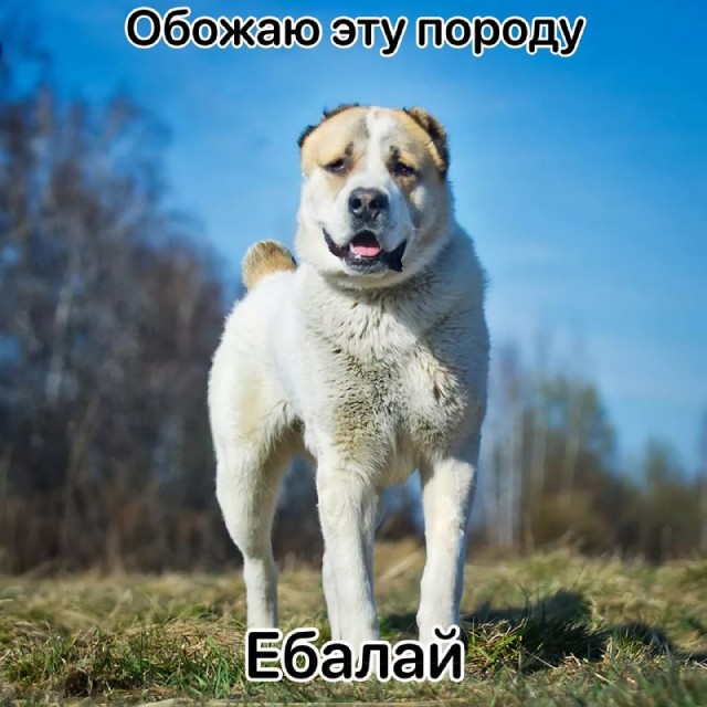 Картинки и мемы, всяко разно - 181