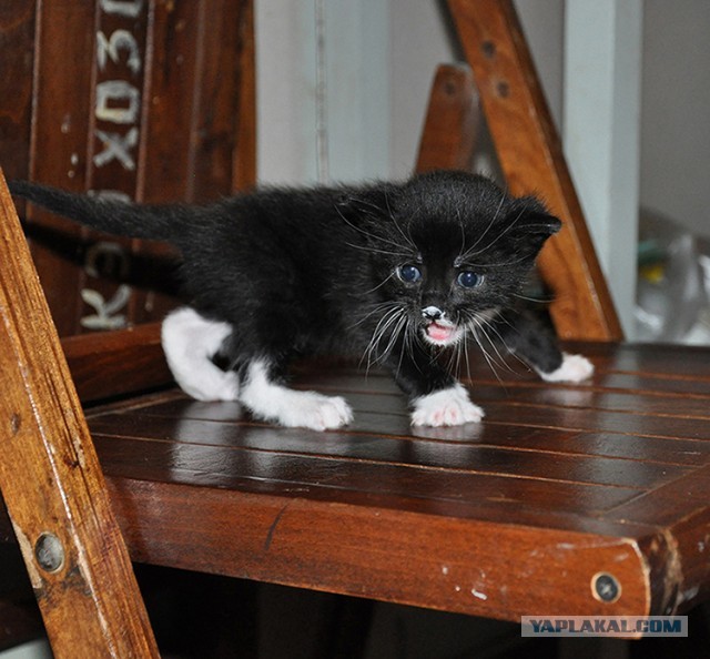 Котовторник 09.04.2013