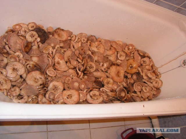 Солим сырые грузди